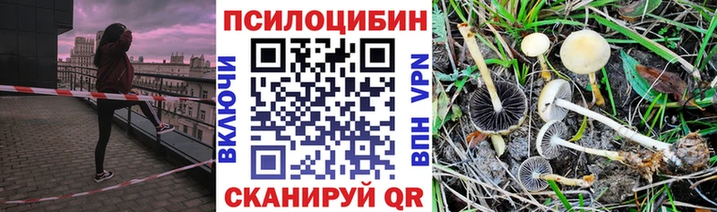 закладки  Вятские Поляны  Галлюциногенные грибы Psilocybe 